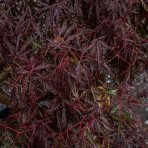 Javor dlaňolistý (Acer rossi palmatum) ´DISSEKTUM TAMUKEYAMA´ - výška 120-150cm, kont. C30L - BONSAJ